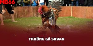 Trường gà Savan